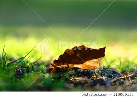 Fallen leaves and autumn light 110069135