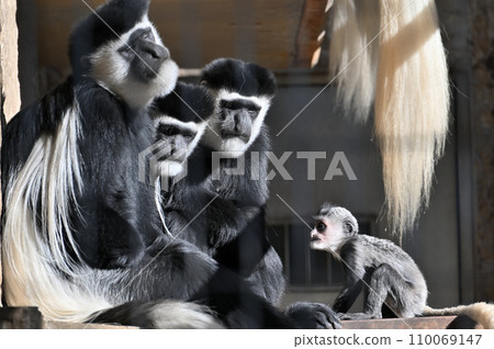 Abyssinian colobus family 110069147