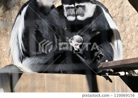 阿比西尼亞疣猴科 阿比西尼亞疣猴科 110069156