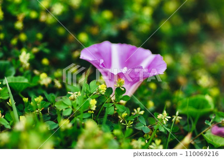 Close-up of Convolvulus blooming in the grassland Close-up of Convolvulus blooming in the grassland 110069216