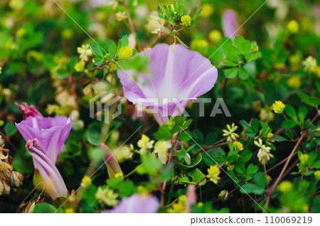 草原上盛開的空心菜特寫 草原上盛開的空心菜特寫 110069219