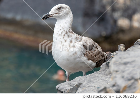 Italy, Portovenere, Gull on the walls of Saint Pierre church Italy, Portovenere, Gull on the walls of Saint Pierre church 110069230