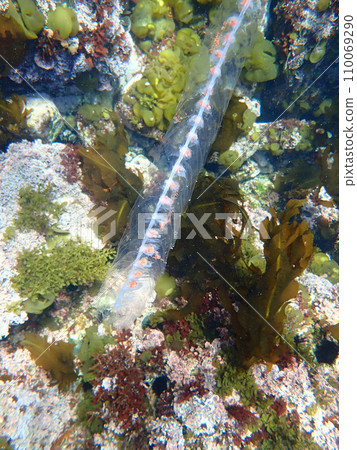 Salpa Salpa 110069290