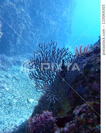 水下景觀 110069305