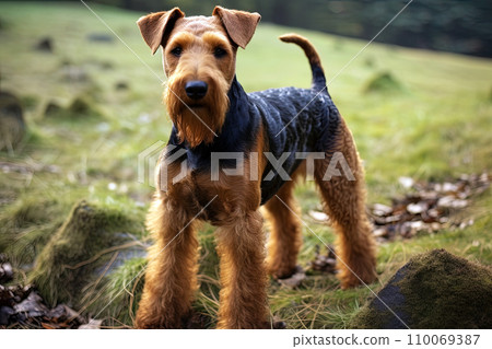 AI-generated content. Portrait of Welsh Terrier on a nature close up cropped photo. Ai art 110069387