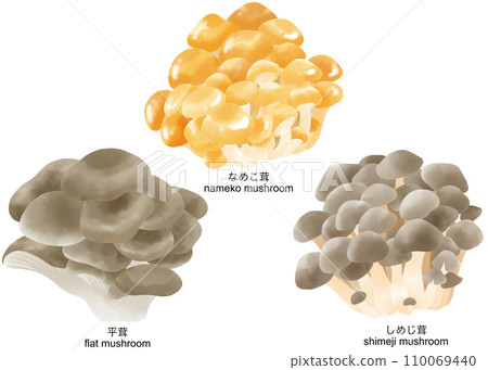 A set of watercolor illustrations of shimeji mushrooms, nameko mushrooms, and flat mushrooms. 110069440