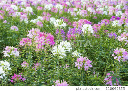 Cleome spinosa flower field blooms brilliantly in eco-tourism area. Cleome spinosa flower field blooms brilliantly in eco-tourism area. 110069855
