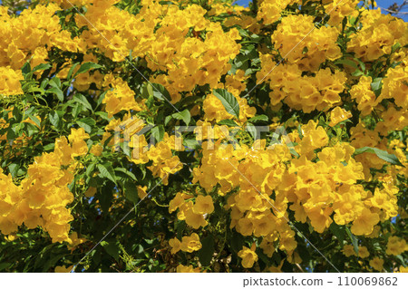 Trumpet Flower on the tree branch. Bush of Yellow elder. 110069862