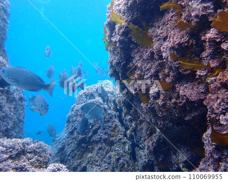 鯛魚、尼扎代游泳 鯛魚、尼扎代游泳 110069955