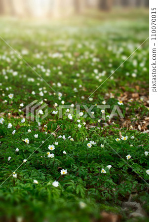 Blooming Snowdrop Anemone flowers under the trees Blooming Snowdrop Anemone flowers under the trees 110070015