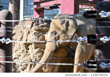 Asian elephant Asian elephant 110070029