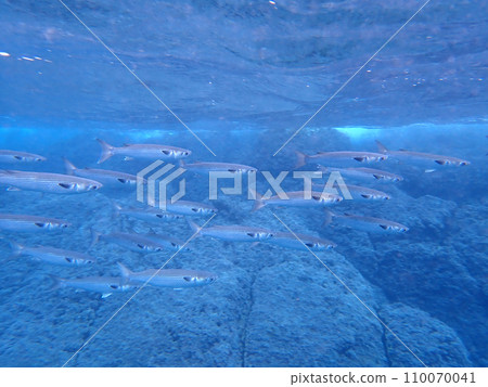 A flock of horse mackerel 110070041