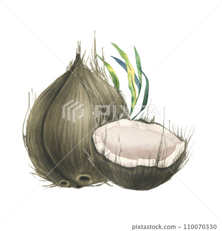 Coconuts whole, halves and pieces with bright, green, tropical palm leaves. Hand drawn watercolor illustration. Pre-made composition isolated from the background. Coconuts whole, halves and pieces with bright, green, tropical palm leaves. Hand drawn watercolor illustration. Pre-made composition isolated from the background. 110070330