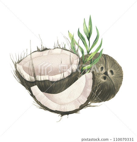 Coconuts whole, halves and pieces with bright, green, tropical palm leaves. Hand drawn watercolor illustration. Pre-made composition isolated from the background. Coconuts whole, halves and pieces with bright, green, tropical palm leaves. Hand drawn watercolor illustration. Pre-made composition isolated from the background. 110070331
