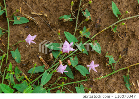 Field bindweed or Convolvulus arvensis European bindweed Creeping Jenny Possession vine herbaceous perennial plant with open and closed white flowers surrounded with dense green leaves Field bindweed or Convolvulus arvensis European bindweed Creeping Jenny Possession vine herbaceous perennial plant with open and closed white flowers surrounded with dense green leaves 110070347