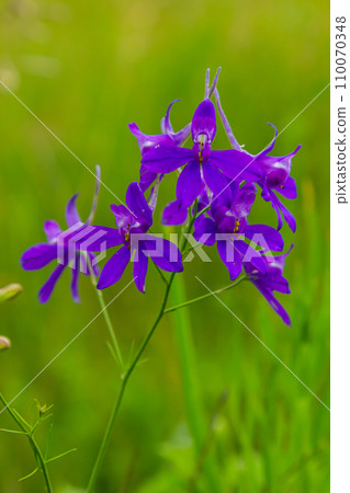 Wild Delphinium or Consolida Regalis, known as forking or rocket larkspur. Field larkspur is herbaceous, flowering plant of the buttercup family Ranunculaceae. Inflorescence with bright violet flowers Wild Delphinium or Consolida Regalis, known as forking or rocket larkspur. Field larkspur is herbaceous, flowering plant of the buttercup family Ranunculaceae. Inflorescence with bright violet flowers 110070348