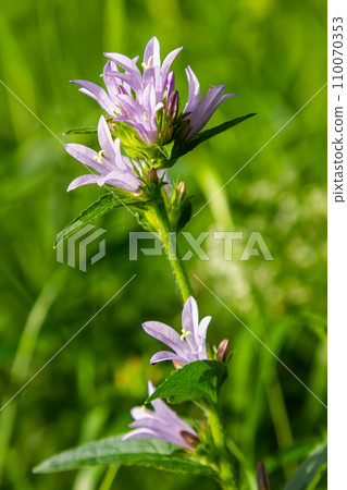 Clustered bell flower Campanula glomerata blooming in the wild Clustered bell flower Campanula glomerata blooming in the wild 110070353