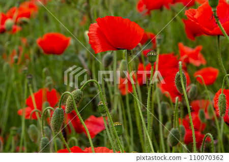 Papaver rhoeas or common poppy, red poppy is an annual herbaceous flowering plant in the poppy family, Papaveraceae, with red petals 110070362