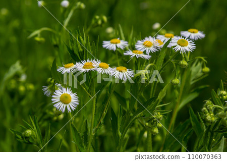 Erigeron annuus known as annual fleabane, daisy fleabane, or eastern daisy fleabane Erigeron annuus known as annual fleabane, daisy fleabane, or eastern daisy fleabane 110070363