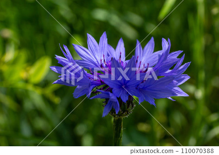 the blue cornflower centaurea cyanus is an edible plant the blue cornflower centaurea cyanus is an edible plant 110070388
