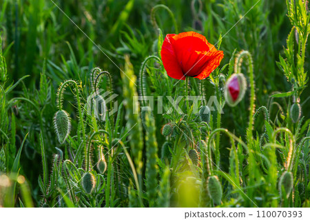 Papaver rhoeas or common poppy, red poppy is an annual herbaceous flowering plant in the poppy family, Papaveraceae, with red petals 110070393