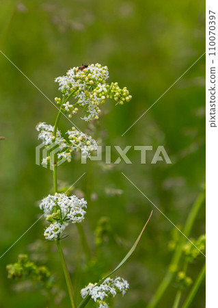 Beautiful blooming white bedstraw in June, galium album 110070397