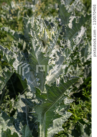 Onopordum acanthium is in early bloom in June. Onopordum acanthium, cotton thistle, Scotch or Scottish thistle, is a flowering plant in the family Asteraceae 110070408