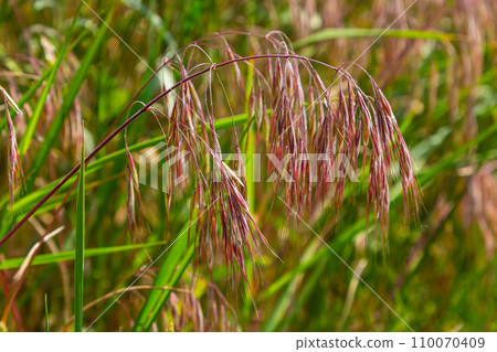 The plant Bromus sterilis, anysantha sterilis, or barren brome belongs to the Poaceae family at the time of flowering. wild cereal plant Bromus sterilis, anysantha sterilis The plant Bromus sterilis, anysantha sterilis, or barren brome belongs to the Poaceae family at the time of flowering. wild cereal plant Bromus sterilis, anysantha sterilis 110070409