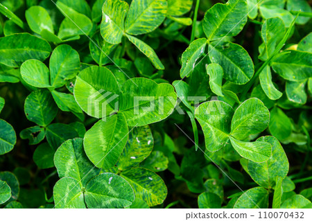Four-leaf clover between three-leaf clovers. Green nature background. Four-leaf clover for a good luck. Special found. Rare found in the meadow. Green field covered by trifolium leaves with shamrock Four-leaf clover between three-leaf clovers. Green nature background. Four-leaf clover for a good luck. Special found. Rare found in the meadow. Green field covered by trifolium leaves with shamrock 110070432
