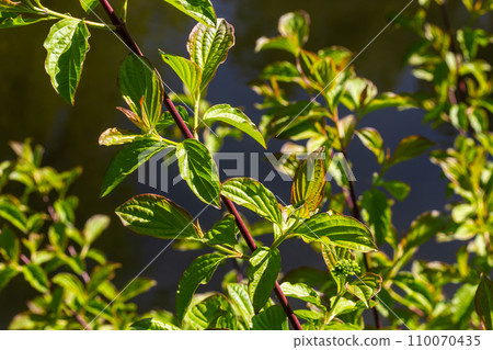 Dogwood Cornus sanguinea , leaf background, selective focus Dogwood Cornus sanguinea , leaf background, selective focus 110070435