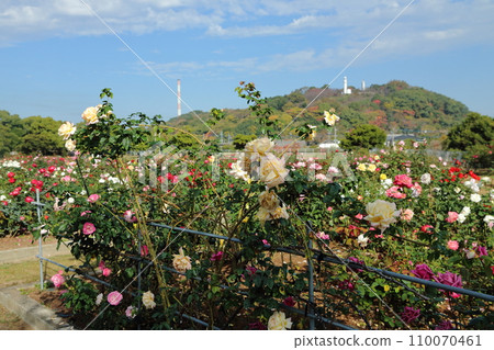 Arao City Ominous Citizen Flower Bed Rose Flower, Arao City Ominous Citizen Flower Bed Rose Flower, 110070461