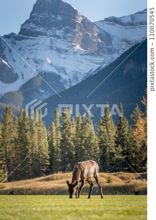 Female Elk ( Wapiti ) foraging on the grassland. Snow capped mountains in the background. The Three Sisters trio of peaks, Canadian Rockies.  110070545