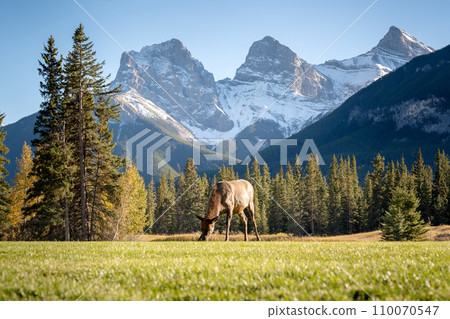 Female Elk ( Wapiti ) foraging on the grassland. Snow capped mountains in the background. The Three Sisters trio of peaks, Canadian Rockies. Female Elk ( Wapiti ) foraging on the grassland. Snow capped mountains in the background. The Three Sisters trio of peaks, Canadian Rockies. 110070547