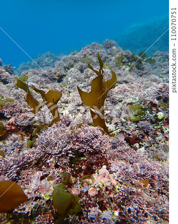 Winter seaweed Winter seaweed 110070751