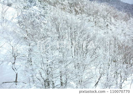 樹上的霧凇,白霜,棗 樹上的霧凇,白霜,棗 110070770