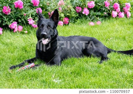 Black German shepherd 110070937