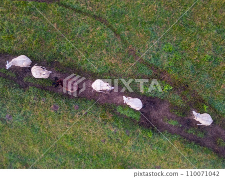 Pastoral Symphony from Above Pastoral Symphony from Above 110071042