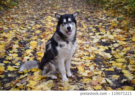 Alaskan malamute 110071221