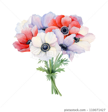 Elegant bride's bouquet of purple, white and red anemone flowers watercolor illustration isolated on white background. Field poppies for spring wedding design and Mothers day cards Elegant bride's bouquet of purple, white and red anemone flowers watercolor illustration isolated on white background. Field poppies for spring wedding design and Mothers day cards 110071427