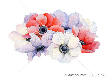 Pile of purple, red and white anemone flowers and petals watercolor illustration isolated on white background. Wedding or Red South Festival in Israel Negev desert designs with floral bouquet 110071428