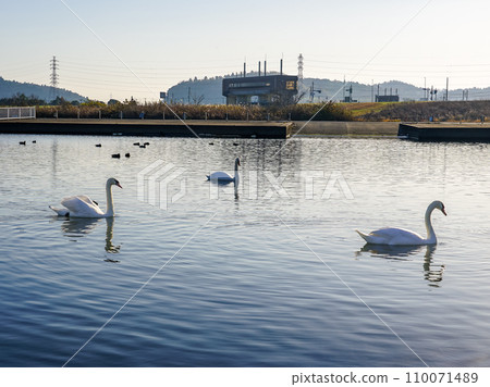 Winter morning Swans on the Tone River (Katori City, Chiba Prefecture) 110071489