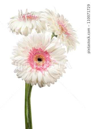 Gerbera flowers on white 110071729