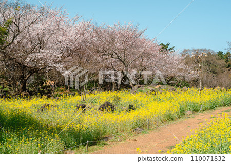 Sinsan Park spring scenery. yellow rape flower field and cherry blossoms in Jeju island, Korea Sinsan Park spring scenery. yellow rape flower field and cherry blossoms in Jeju island, Korea 110071832