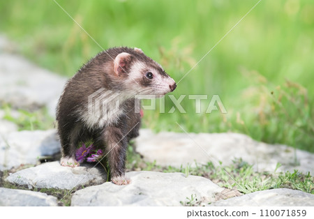 ferret in nature 110071859