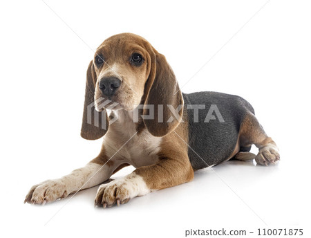young beagle in studio young beagle in studio 110071875