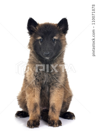 puppy tervueren in studio 110071878