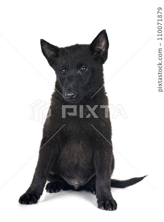young Schipperke in studio young Schipperke in studio 110071879