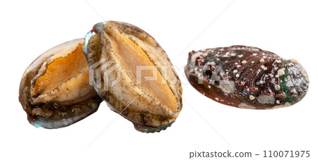 鮑魚 海鮮 食物 白底 去背 abalone isolated アワビ あわび 鮑 切り抜き 110071975