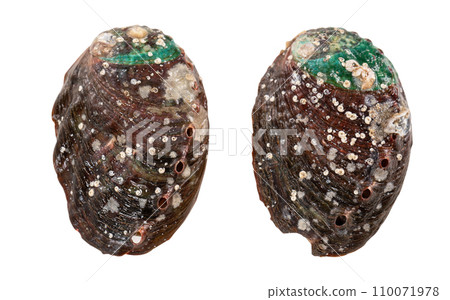 Abalone seafood food white background abalone isolated アワビ あわび abalone 切り抜き Abalone seafood food white background abalone isolated アワビ あわび abalone 切り抜き 110071978