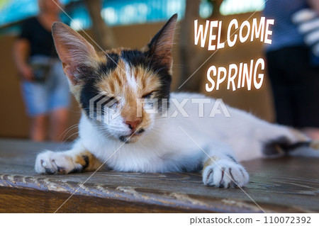 Graceful Feline Resting on a Wooden Surface. Welcome spring Graceful Feline Resting on a Wooden Surface. Welcome spring 110072392